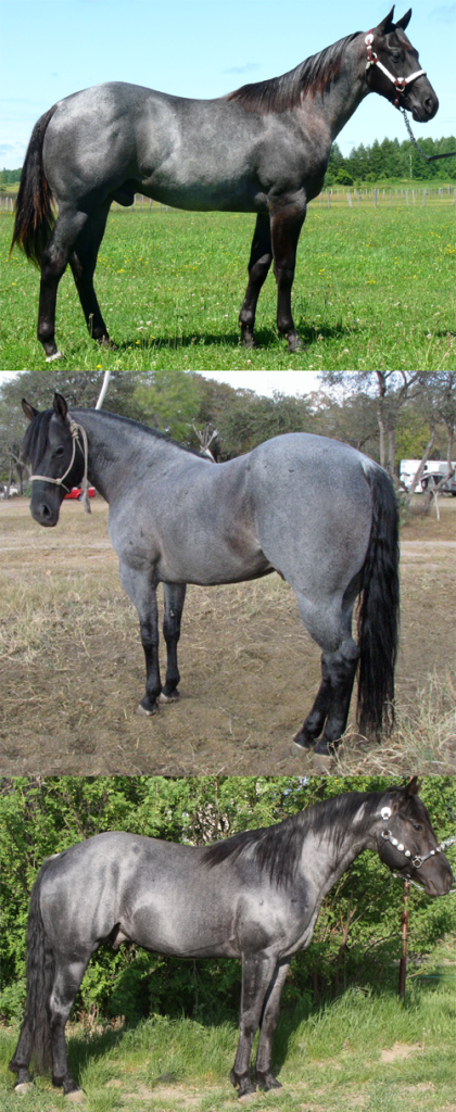 blue roan collage