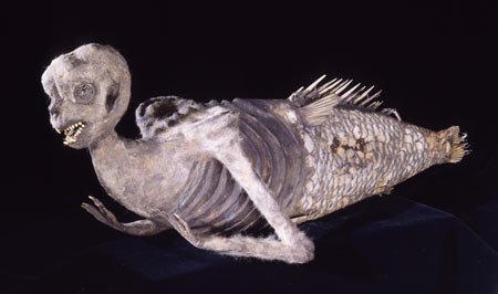 feejee mermaid (american museum of natural history)